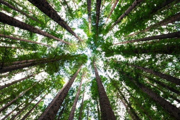 Wrexham’s tree work highlighted as good practice for future generations