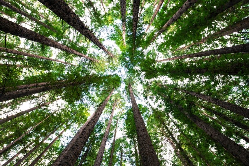 Wrexham’s tree work highlighted as good practice for future generations