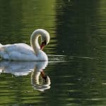 Concerns for wildlife at Stryt Las Park