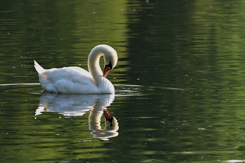 Concerns for wildlife at Stryt Las Park