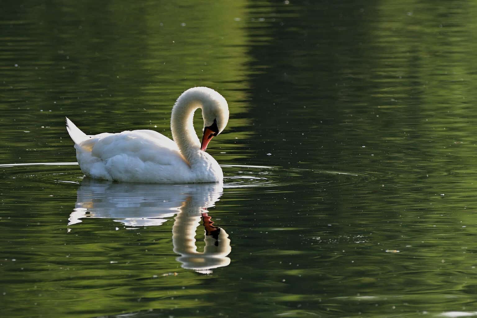 Concerns for wildlife at Stryt Las Park